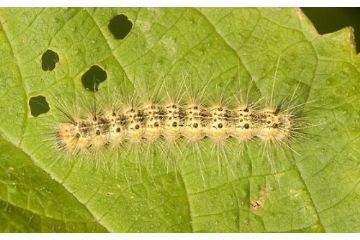 Hyphantria_cunea