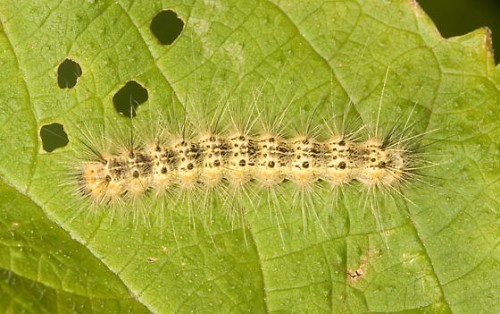 Hyphantria_cunea