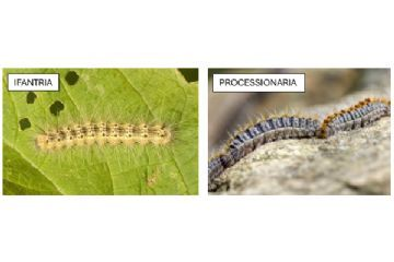 Ifantria americana (Hyphantria cunea drury)